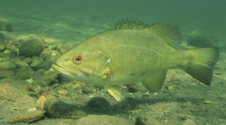 Black Bass - Piscicultura São Jerônimo