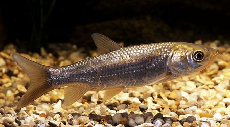 Carpa Capim - Piscicultura São Jerônimo